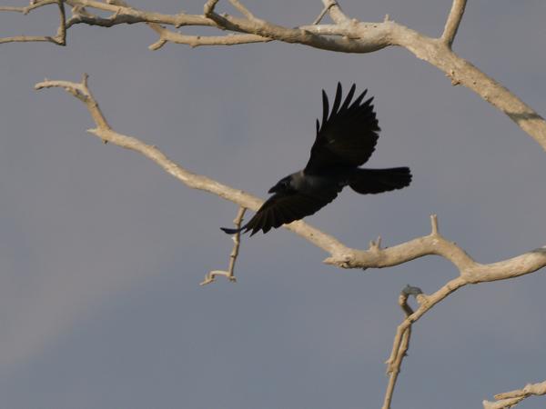 Fan-tailed raven (Corvus rhipidurus)